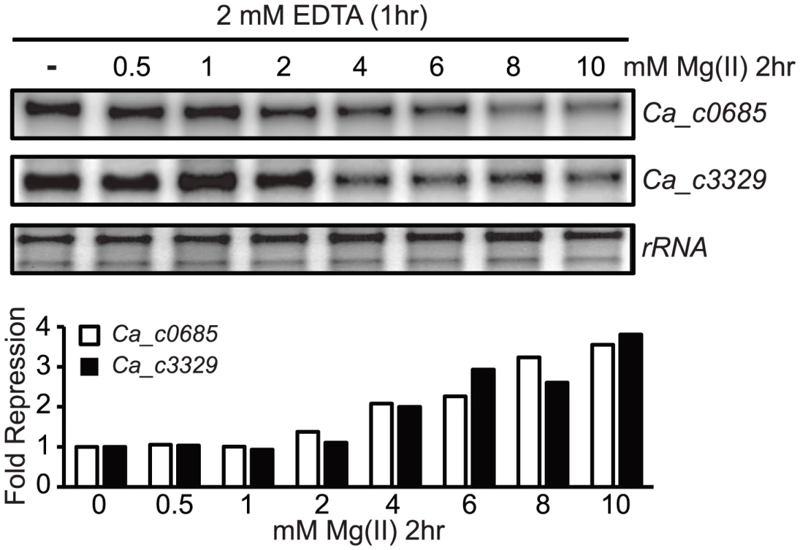 Magnesium repression of <i>Ca_c0685</i> and <i>Ca_c3329</i> in <i>C. acetobutylicum</i>.