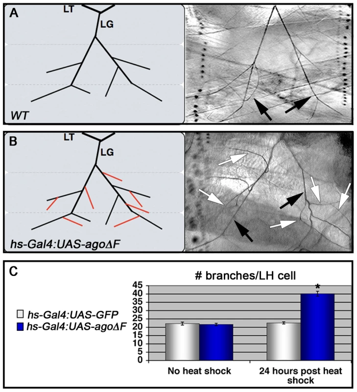 Heat shock induction of <i>ago-ΔF</i> in larvae reveals a post-embryonic role for <i>ago</i> in restricting terminal branching.