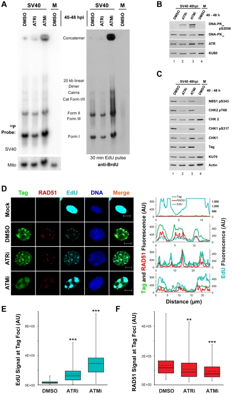 ATM or ATR inhibition does not affect incorporation of nucleotides into SV40 DNA.