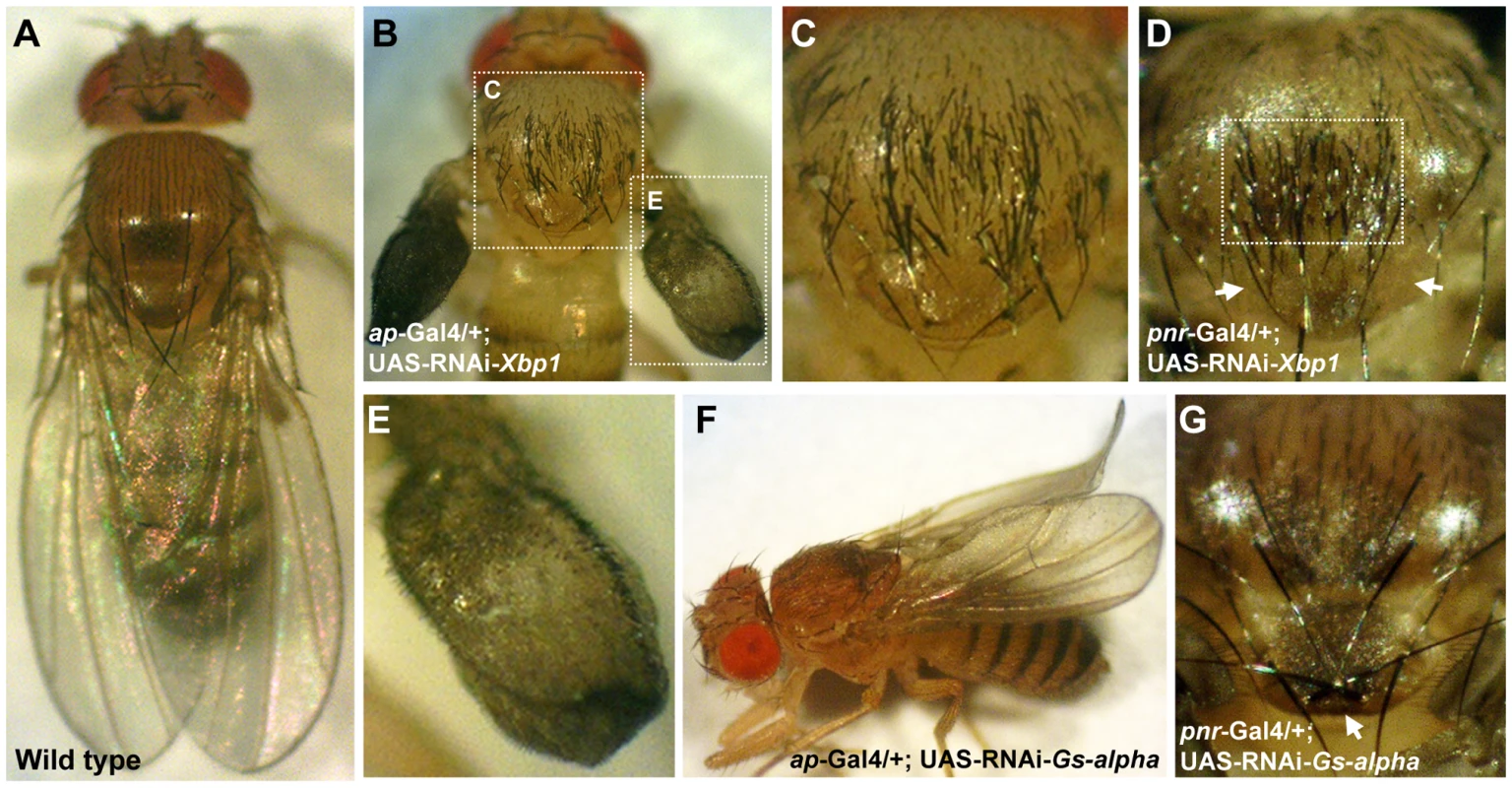 <i>Gs-alpha60A</i> and <i>Xbp1</i> are essential for normal wing and bristle formation.