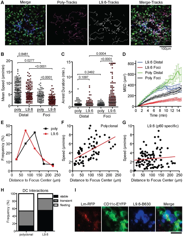 CD8<sup><b>+</b></sup> T cell motility inside <i>Lm</i> foci is controlled by antigen dependent and independent mechanisms.