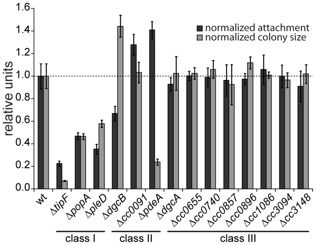 Motility and attachment behavior of <i>C. crescentus</i> is modulated by several GGDEF- and EAL-domain proteins.