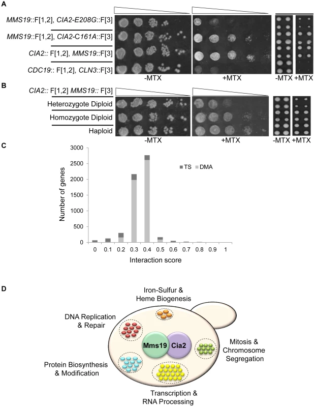 (A) PPI indicated by cell resistance to MTX can be reversed by <i>cis</i>-acting mutations.