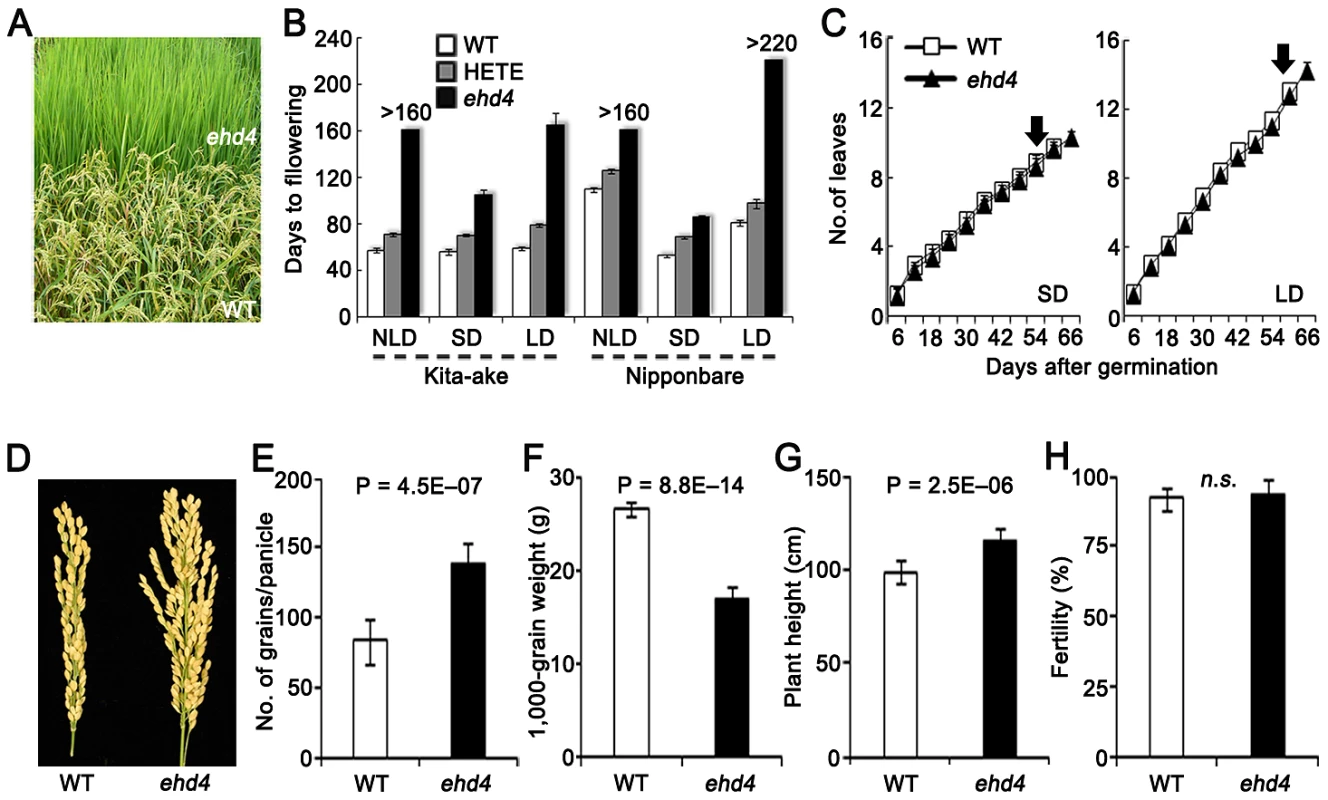 Characterization of <i>Ehd4</i>.
