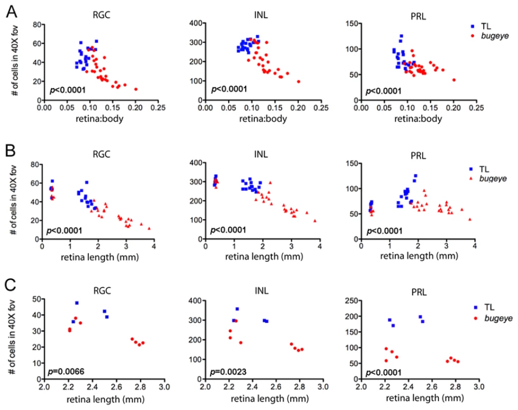 Retinal neuron density in relation to relative and absolute eye size.