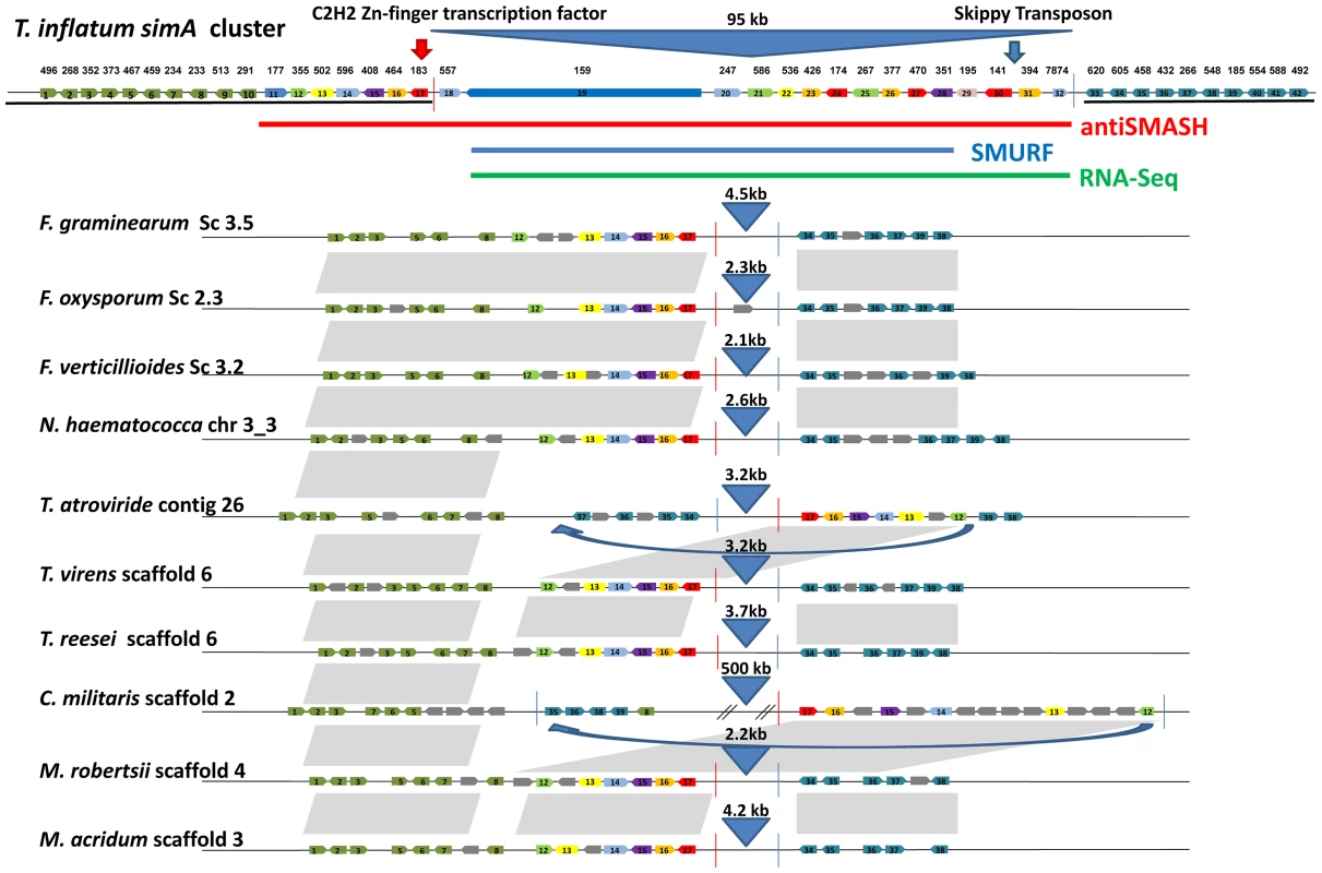 Synteny of regions flanking the cyclosporin cluster in other hypocrealean taxa.