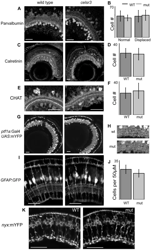 Cell localization and IPL organization are unchanged in the <i>celsr3</i> mutant.