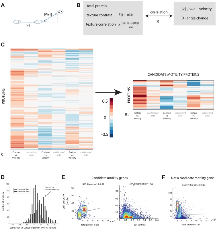 Candidate motility genes were found with high correlation between protein and motility features in individual cells.