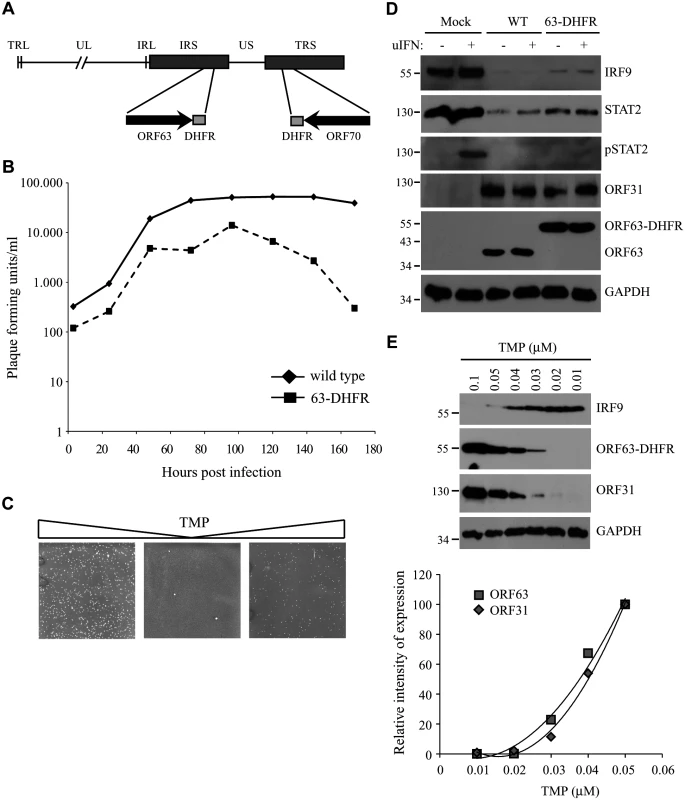 The characteristics of a conditionally ORF63/ORF70-expressing mutant virus.