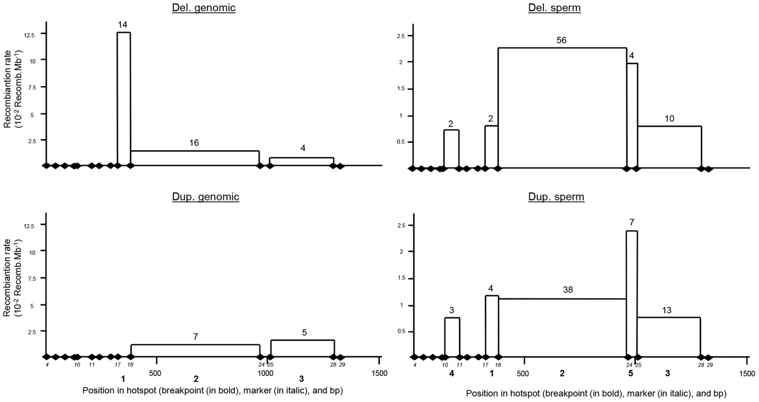 Distribution of deleted and duplicated breakpoints observed from somatic DNA (left two panels) and sperm DNA (right two panels).