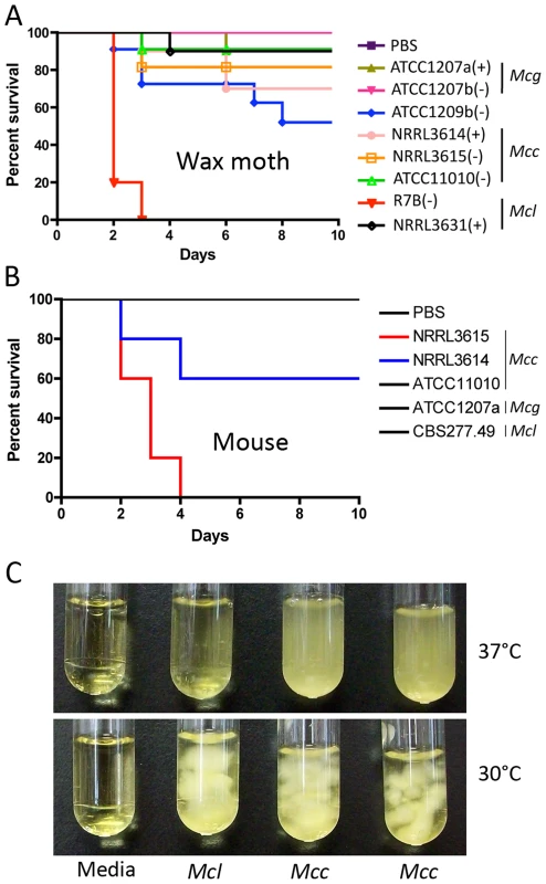 Virulence tests of the three <i>M. circinelloides</i> subspecies in the wax moth and murine hosts.