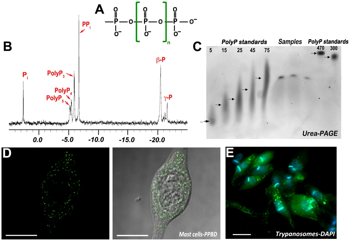 Methods used to detect polyP in cells.