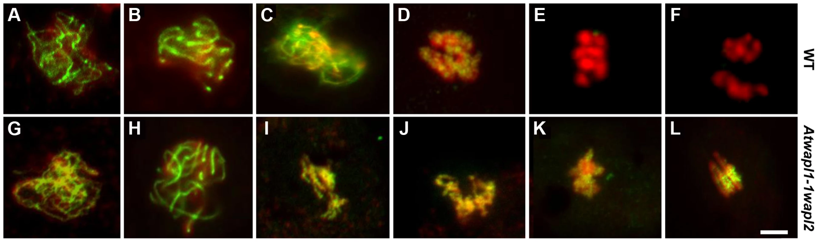 Cohesin release is delayed in <i>Atwapl1-1wapl2</i> meiocytes.