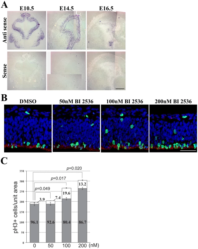 Plk1 co-operates in controlling mitotic progression and mitotic spindle orientation.
