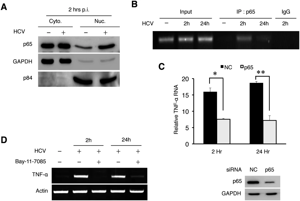 HCV-induced TNF-α by activating NF-κB.