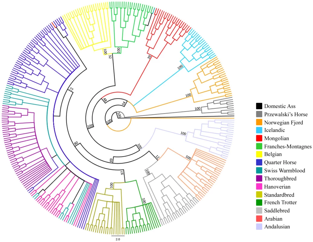 Phylogenetic tree of domestic horse breeds and Przewalski's Horse.