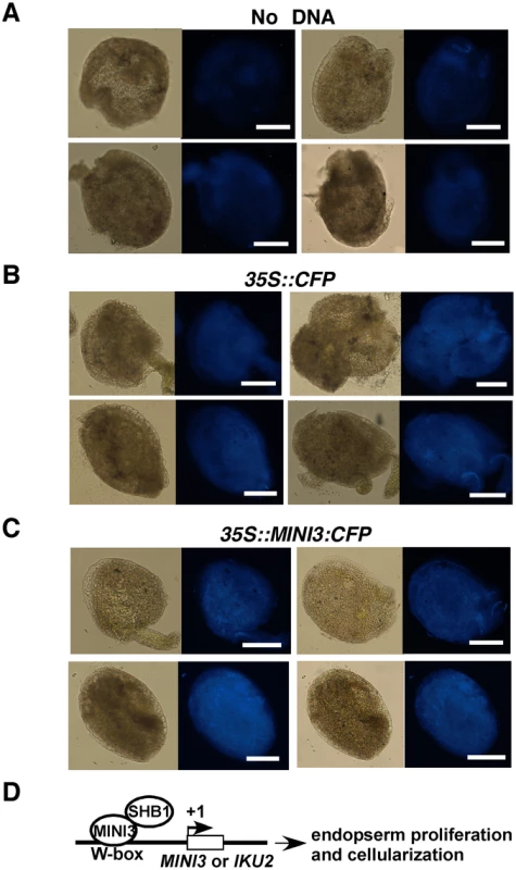 The CaMV 35S promoter drives expression of CFP or MINI3:CFP in transient bombardment experiments.