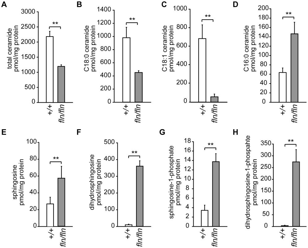 Alterations of sphingolipid homeostasis in <i>fln</i> mutant brains.