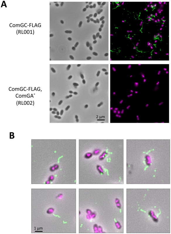 Direct visualization of competence-induced appendages by Immuno-fluorescence.