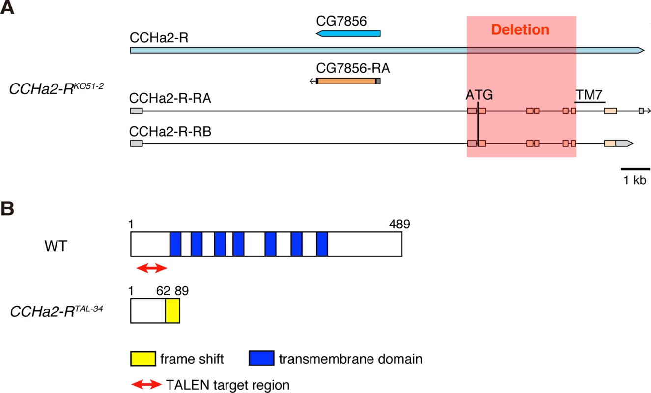 Generation of <i>CCHa2-R</i> mutants.