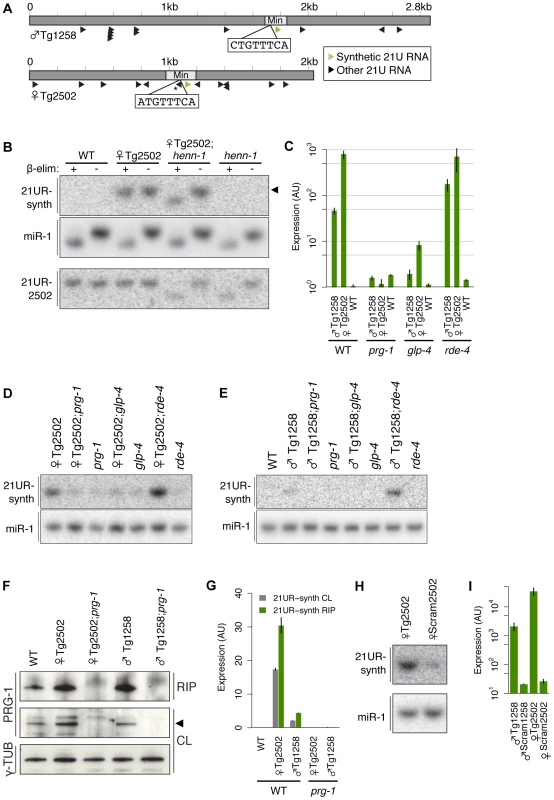 A transgenic synthetic 21U RNA shows characteristics of endogenous 21U RNAs.