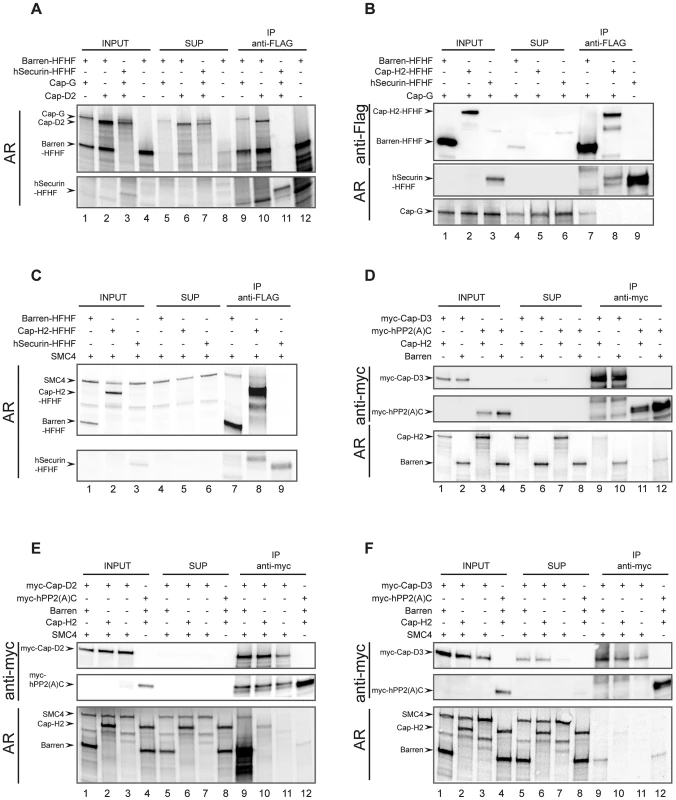 Reconstitution of <i>Drosophila</i> condensin sub-complexes <i>in vitro.</i>