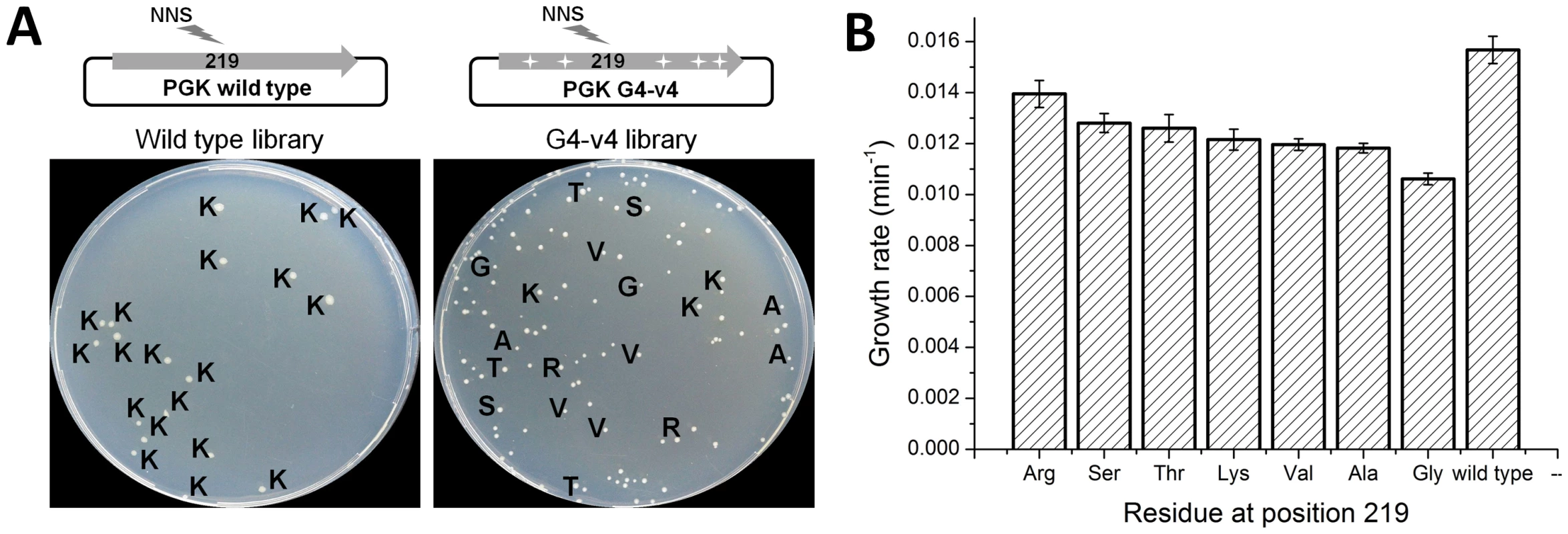 Evolved variant G4-v4 is highly permissive to exchanges at position 219.
