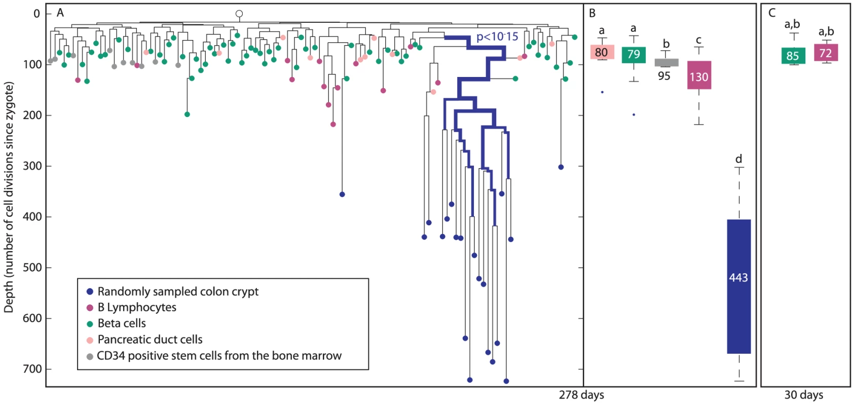 Colon crypts are clustered differently than B-lymphocytes, beta cells, and pancreatic duct cells.