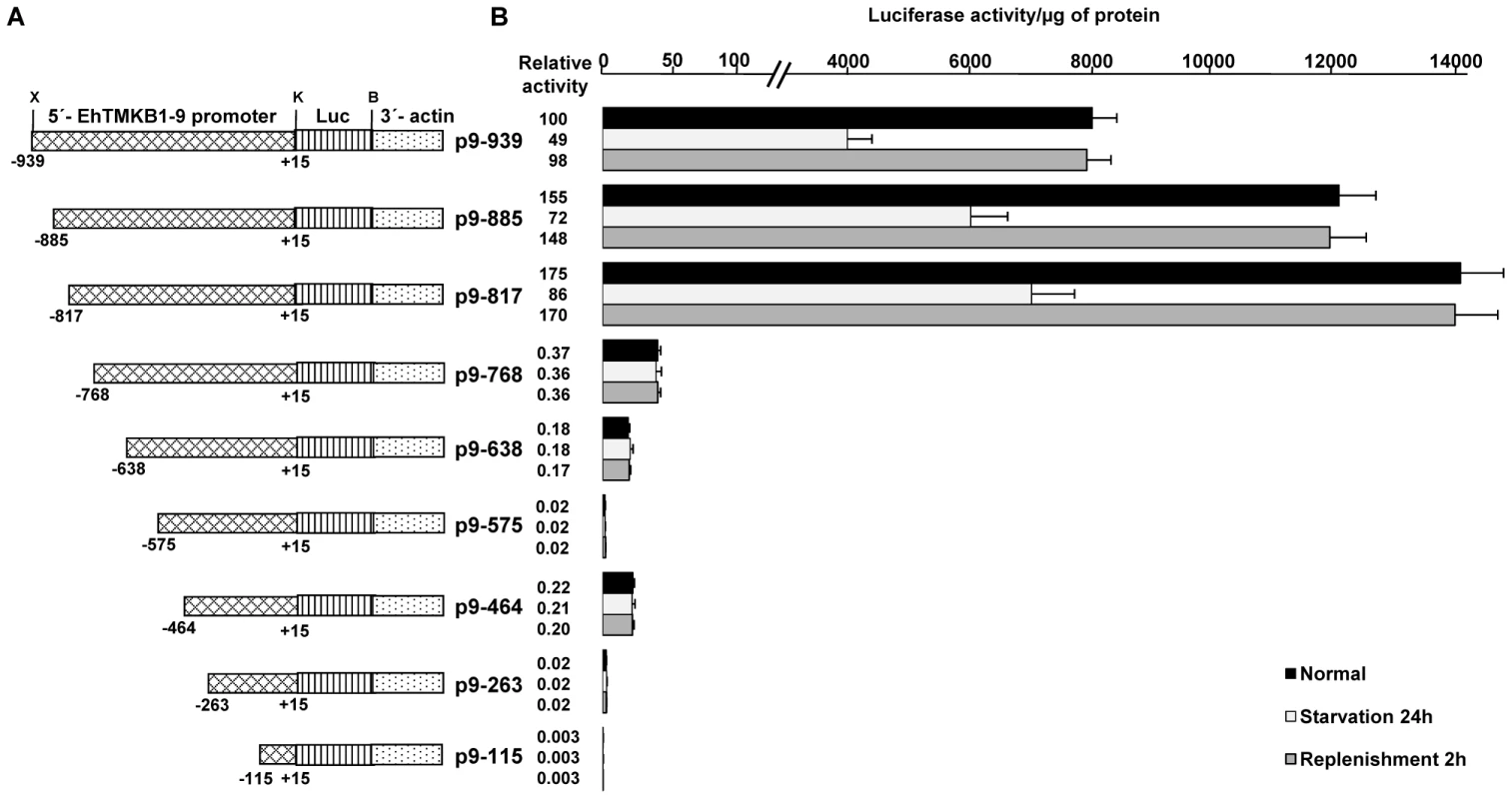 Mapping the upstream region of EhTMKB1-9 required for serum response.