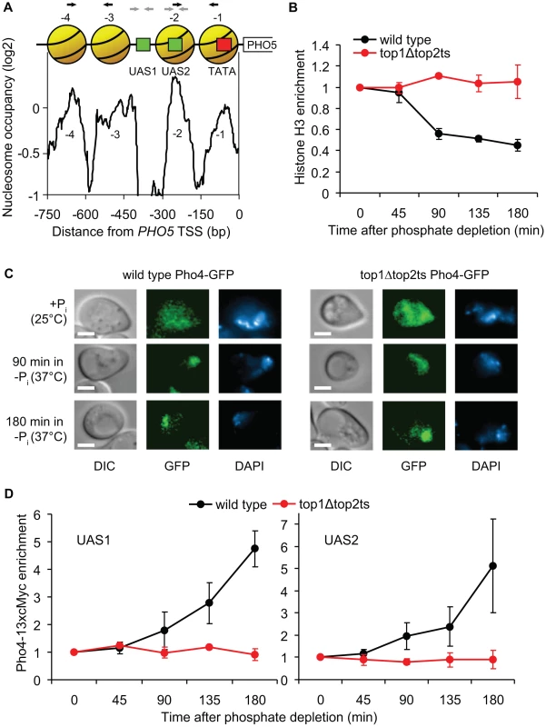 Topoisomerases are essential for binding of the Pho4p transcription factor.