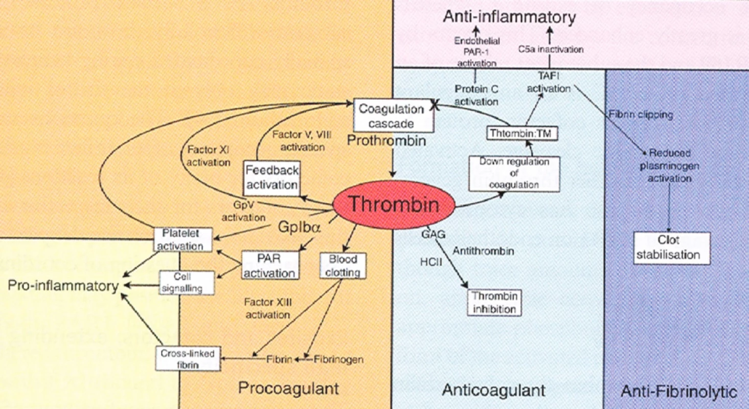 Centrální role trombinu v hemostáze (převzato z J Thromb Haemost, Crawley J., The central role of thrombin in hemostasis (1))
Prokoagulační, antikoagulační, prozánětlivé, protizánětlivé a anti-fibrinolytické působení trombinu.
(PAR – proteázou aktivovaný receptor, TM – trombomodulin, GAG - glykosaminoglykany, TAFI – trombinem aktivovatelný inhibitor fibrinolýzy, Gp – destičkový povrchový glykoproteinový receptor, HCII – heparin kofaktor II, C5a – složka komplementu)