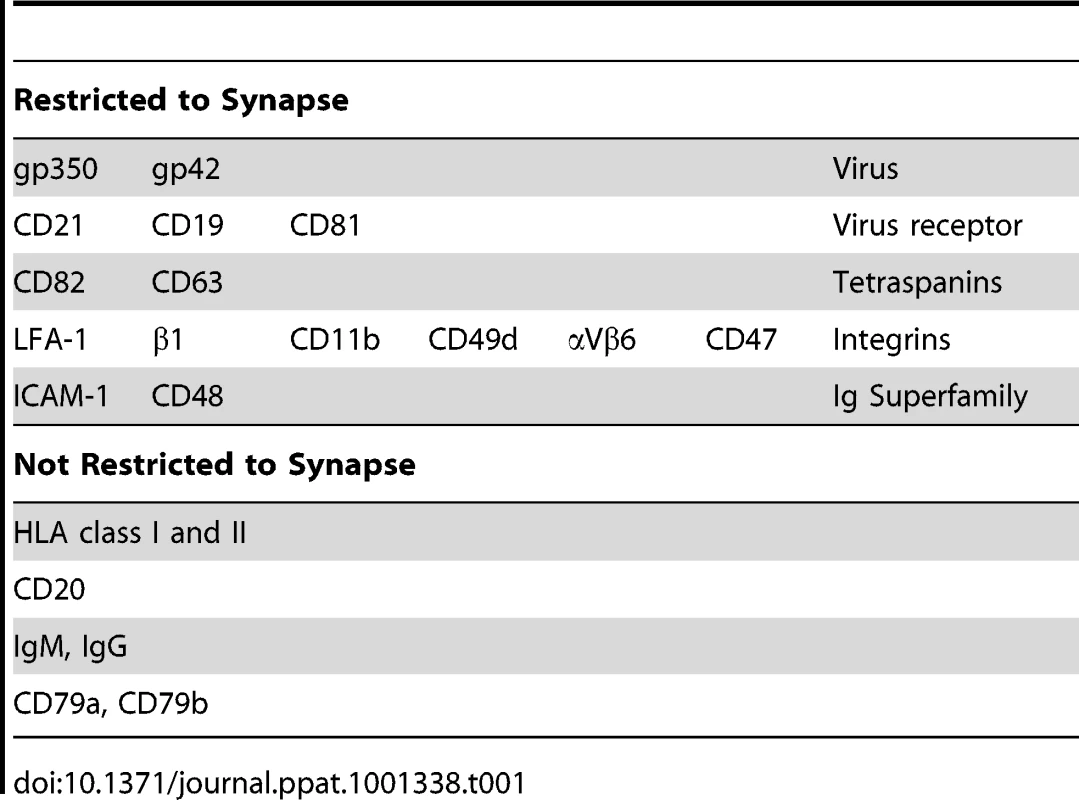 B cell surface molecules capped following EBV infection and present within the B cell-epithelial cell synapse.