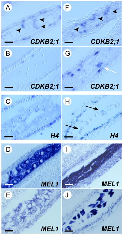 Synchronous initiation of premeiotic S was disrupted among <i>mel2</i> germ cells.