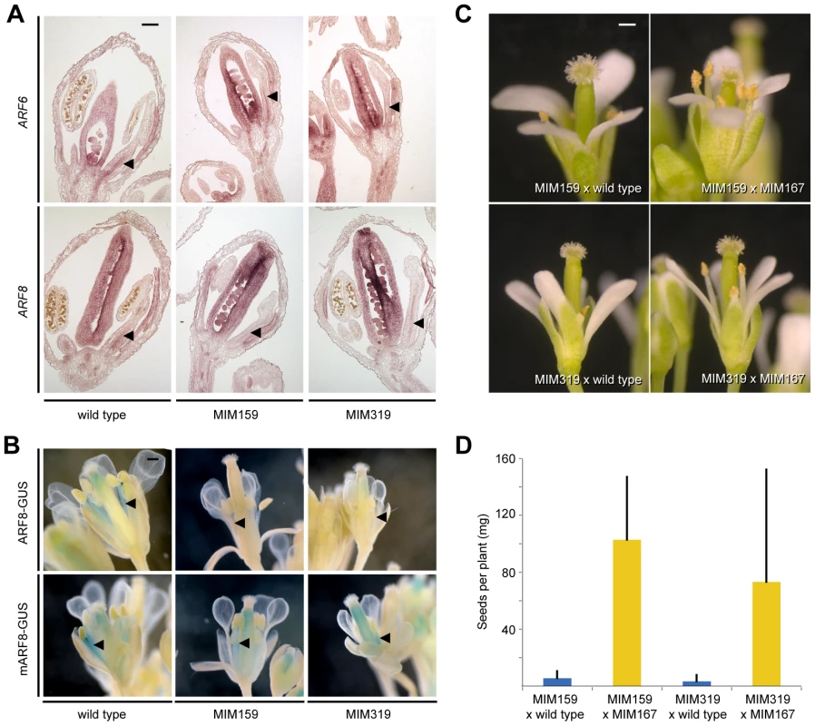 miR167-dependent regulation of ARF6/8 by miR159 and miR319.