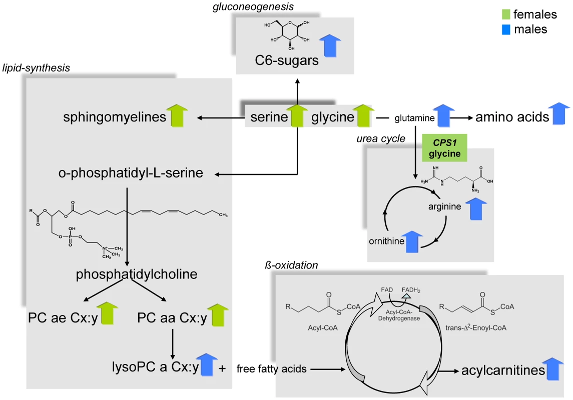 Systematic view of metabotype variations in the metabolism of males and females.
