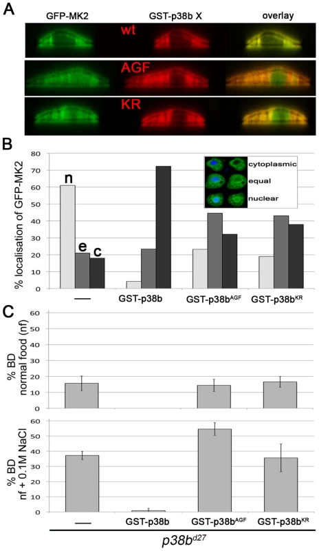 p38b activation and kinase activity are required to protect the hindgut.