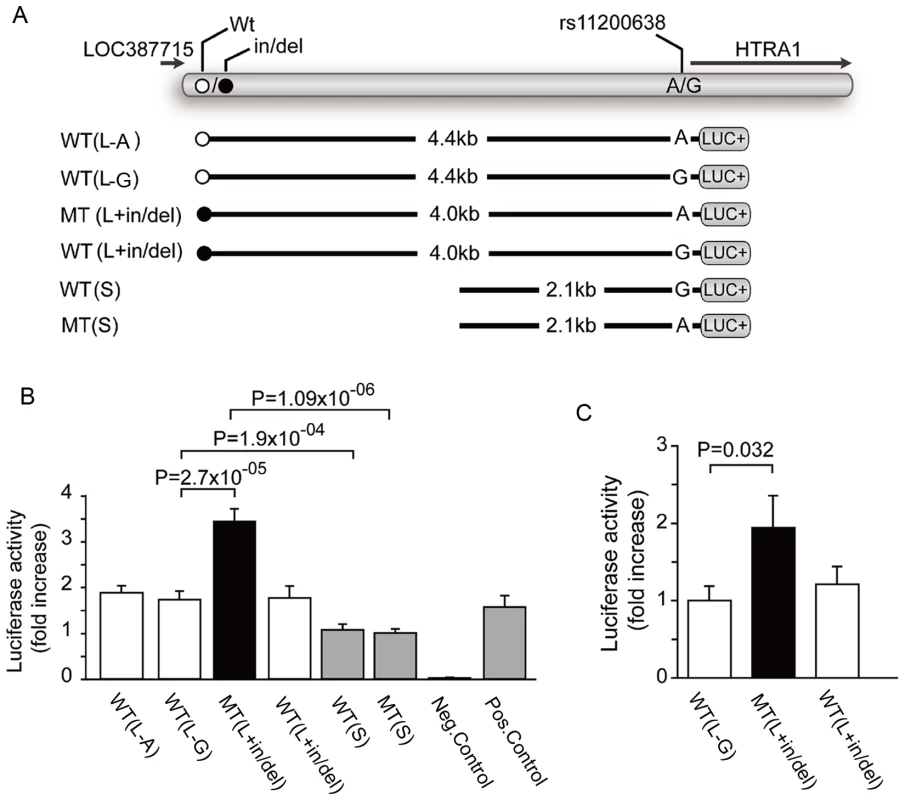The haplotype block in D' of rs2736911, rs10490924, in/del/Wt, and rs11200638 in the Utah case-control cohort.