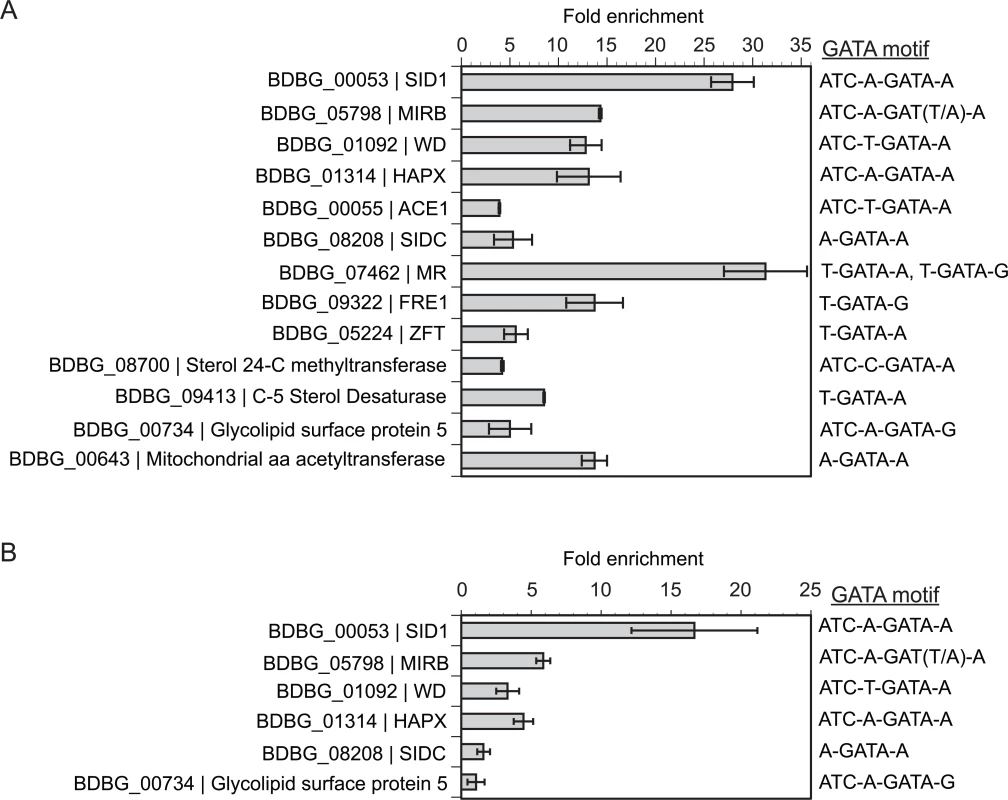 Chromatin immunoprecipitation with quantitative real-time PCR (ChIP-qPCR).