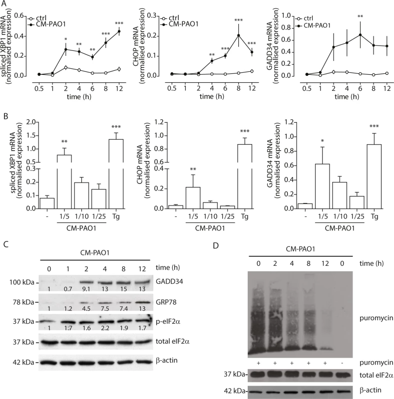 <i>P</i>. <i>aeruginosa</i> secreted virulence factors induce ER stress in primary bronchial epithelial cells.