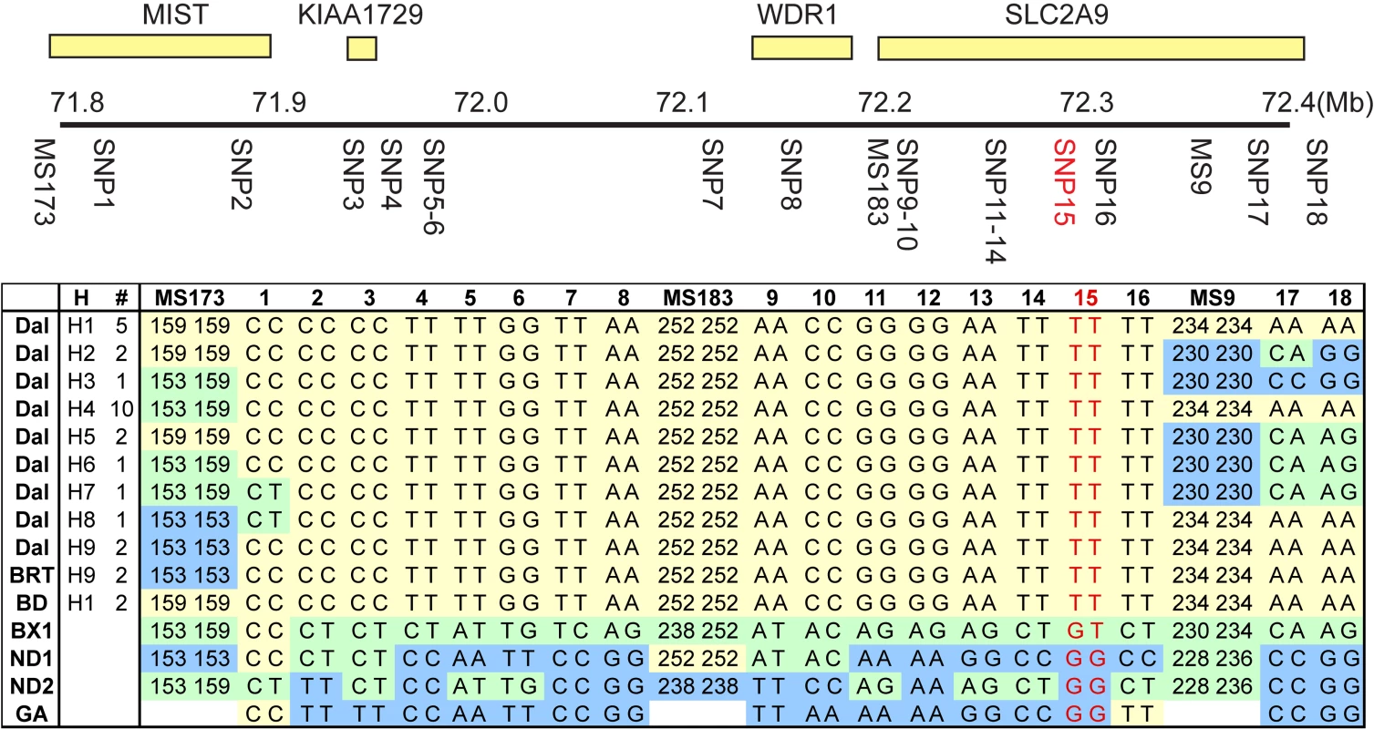 Homozygosity mapping of the huu locus.