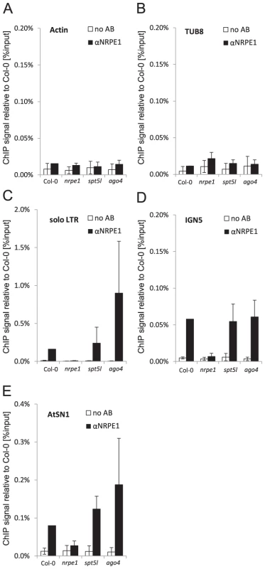 SPT5L and AGO4 are not required for Pol V binding to chromatin.