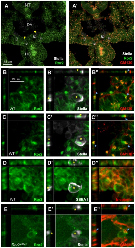 Asymmetric localization of ROR2 in polarized migratory PGCs in vivo.