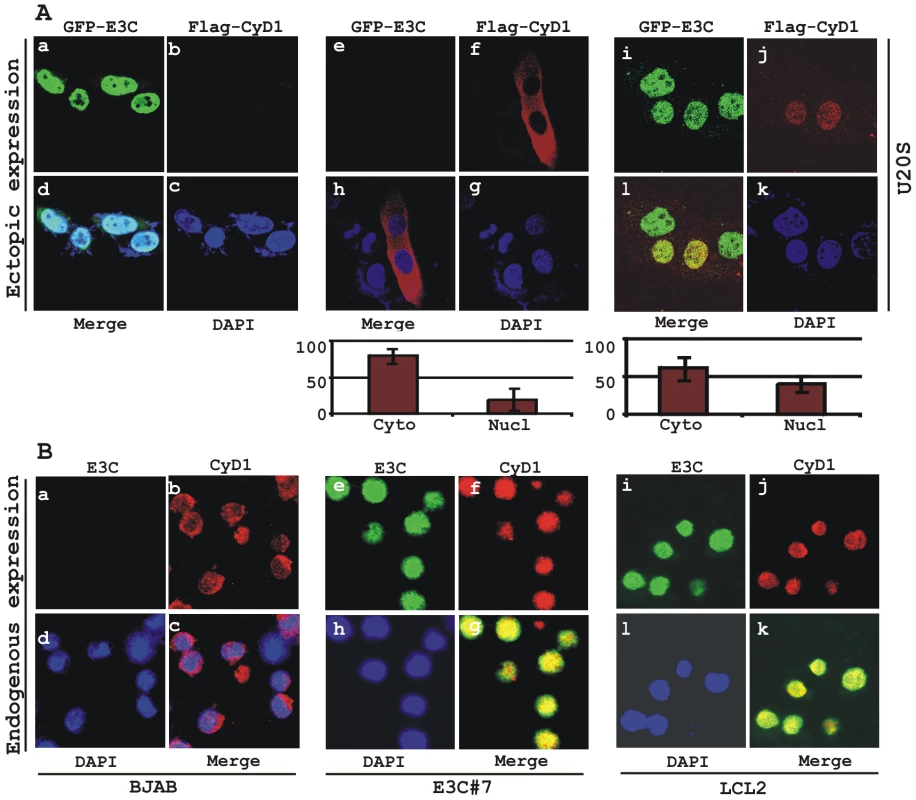 EBNA3C expression leads to an increase in nuclear retention of Cyclin D1.