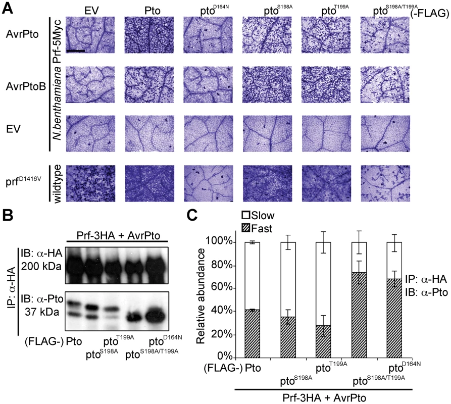 Phosphorylation on Pto residues S198 and T199 is required for signalling.