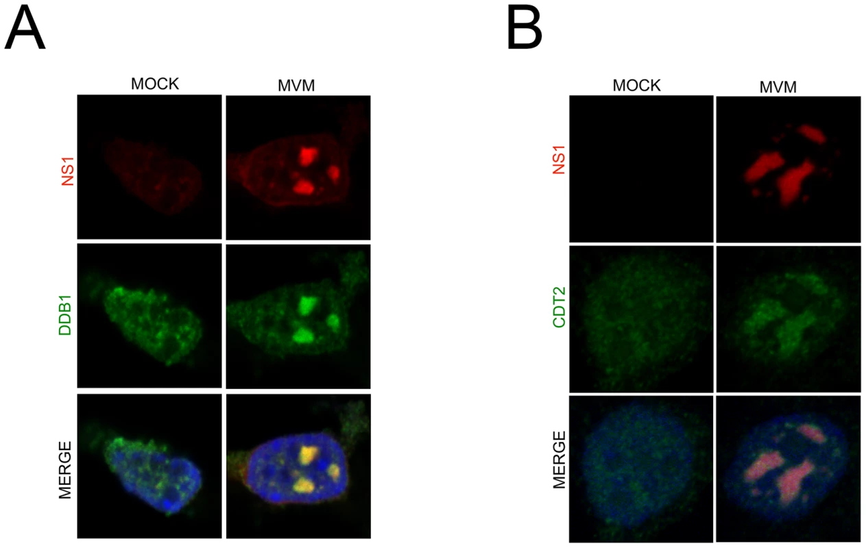 The CRL4<sup>Cdt2</sup> ligase is recruited to viral replication compartments.