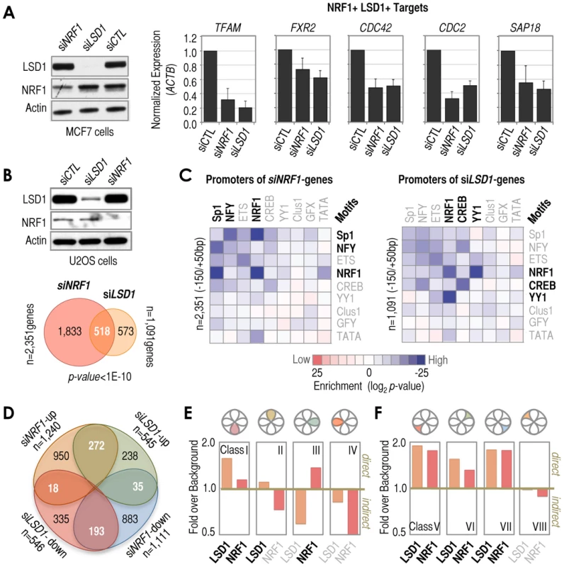 Diversity of functional outcomes associated with NRF1/LSD1 recruitment at −150/+50 bp regions.