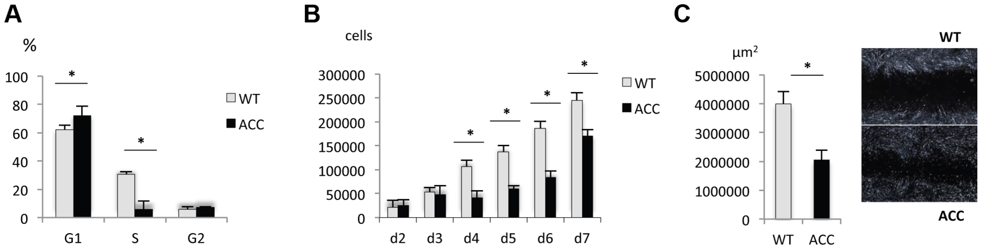 ACC fibroblasts with mutated BMS1 show a G1/S phase cell cycle transition delay and reduced cell proliferation rate.