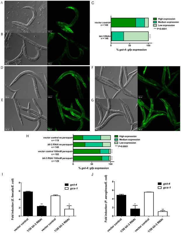 SKN-1 dependent genes are induced in response to ROS produced by Ce-Duox1/BLI-3 during infection.
