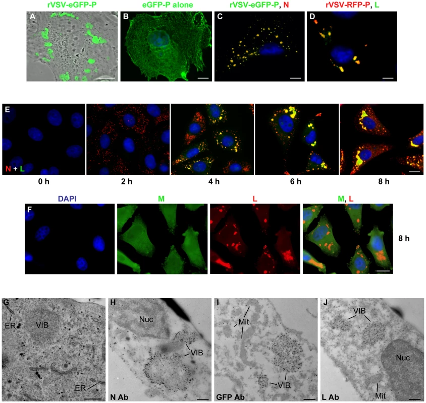 VSV N, P and L proteins localize to inclusions in infected cells.