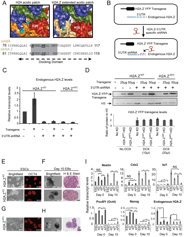 H2A.Z acidic patch is necessary for ESC differentiation.